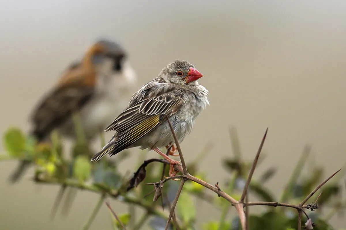 Aironi, svassi, falchi e non solo: le specie di avifauna più suggestive da avvistare al Lago Trasimeno