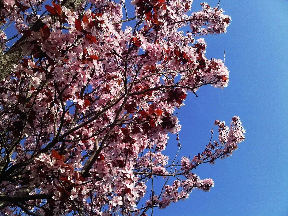 Fioriture, giardini e creatività botanica: il volto florovivaistico dell'Umbria di maggio