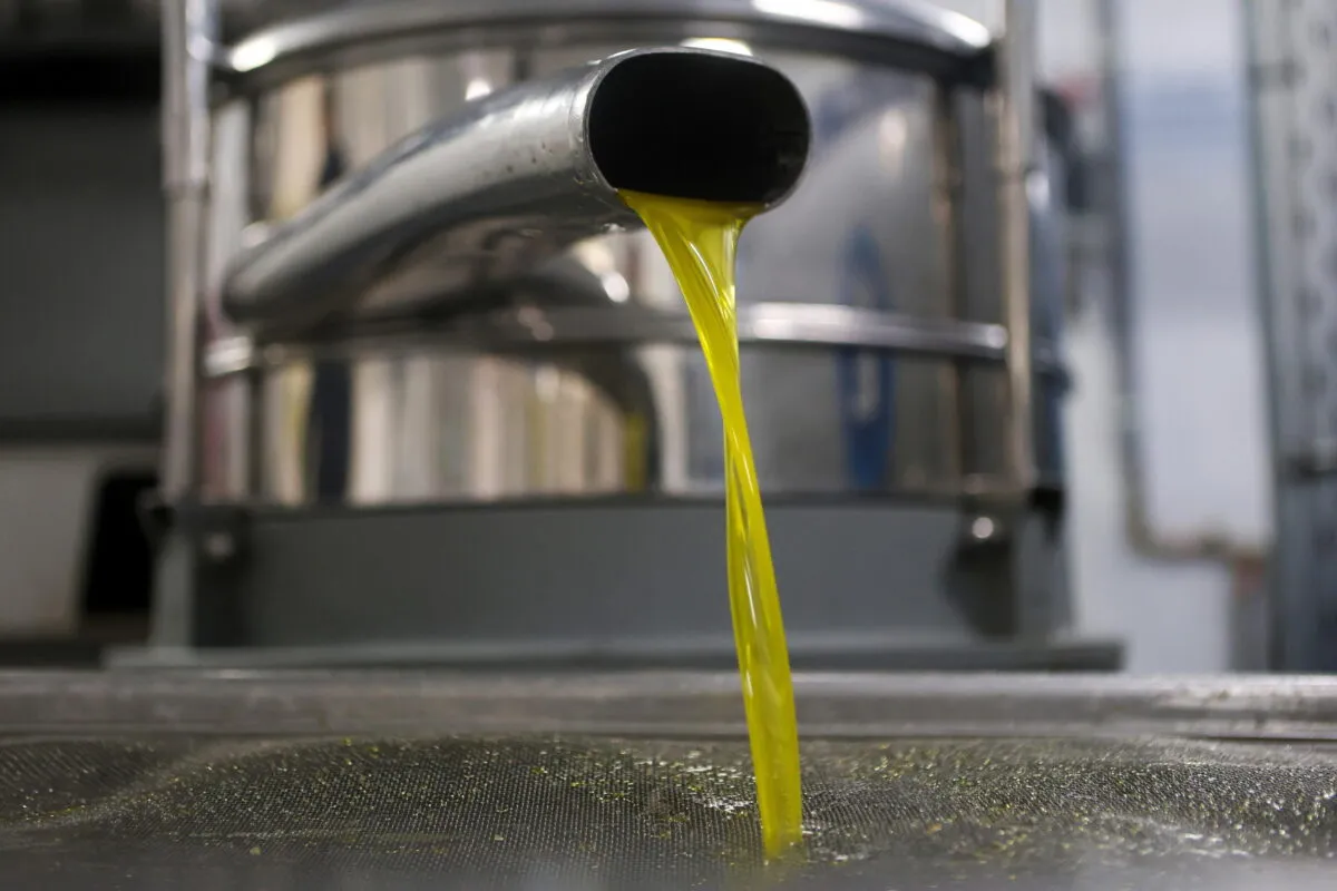 Degustare l'olio in Umbria: i migliori frantoi e percorsi tra natura e gusto