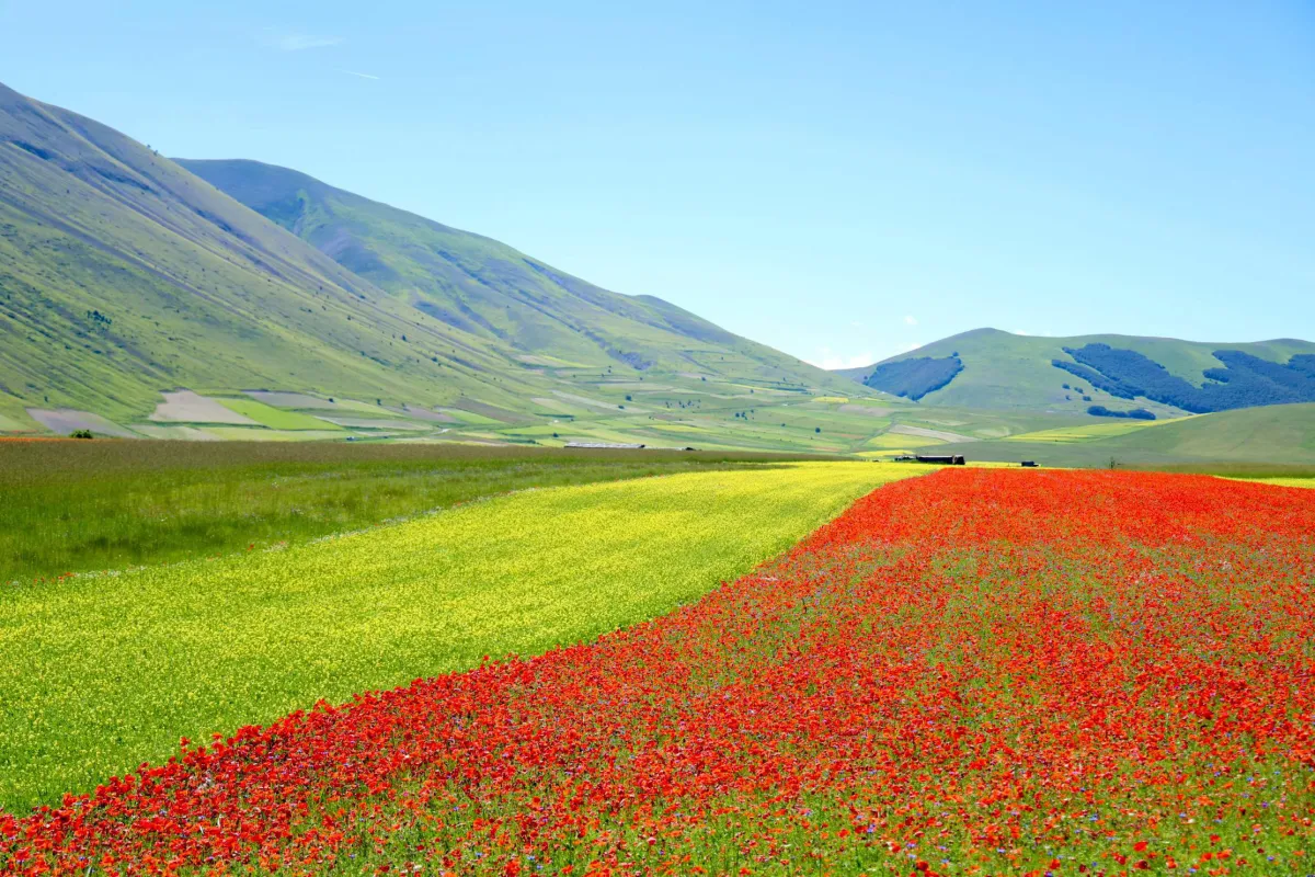 Dalle lenticchie di Castelluccio alla fagiolina del Trasimeno: i legumi più preziosi e unici dell'Umbria