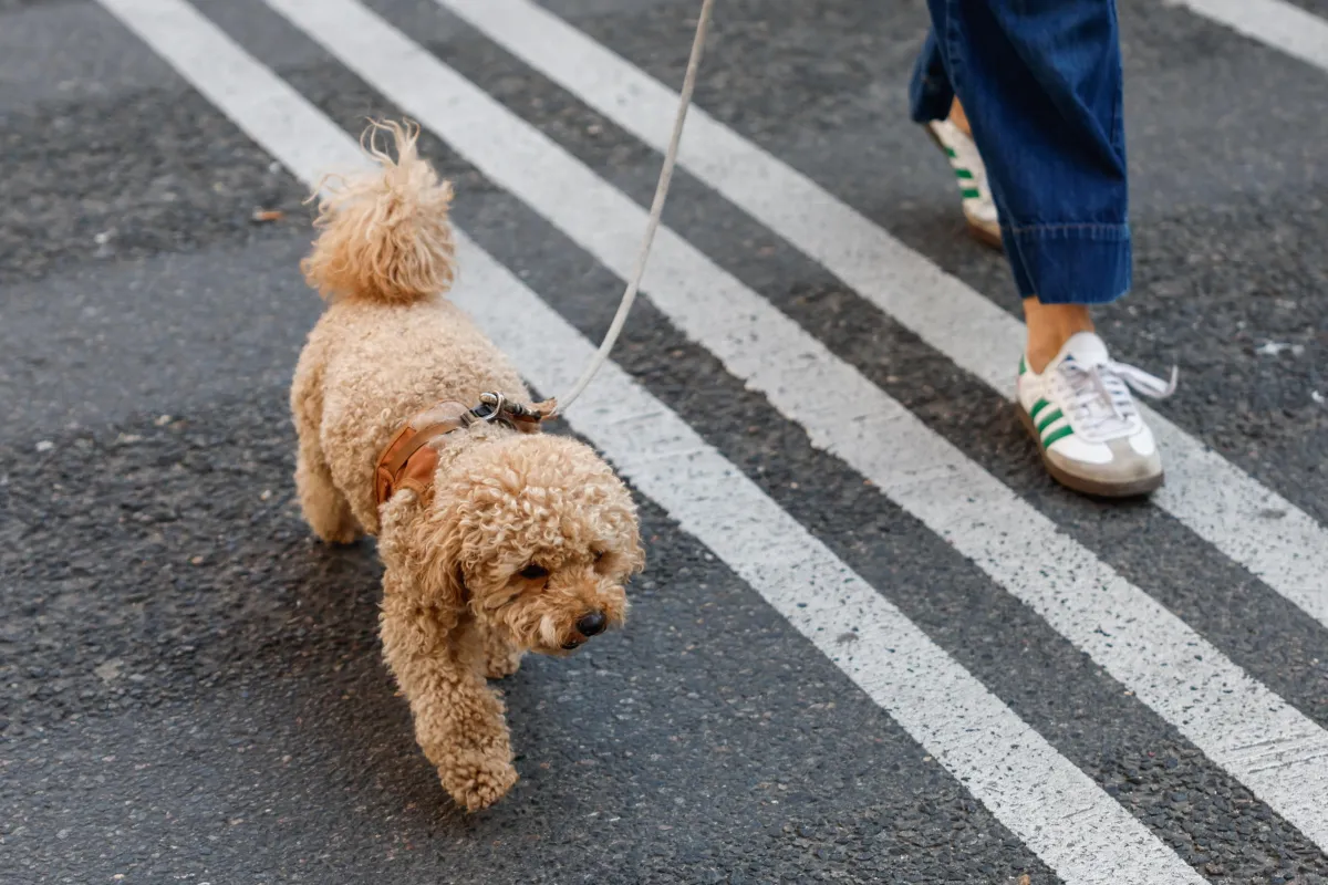 Proprietario incivile. Il Duomo di Terni vieta l'ingresso ai cani