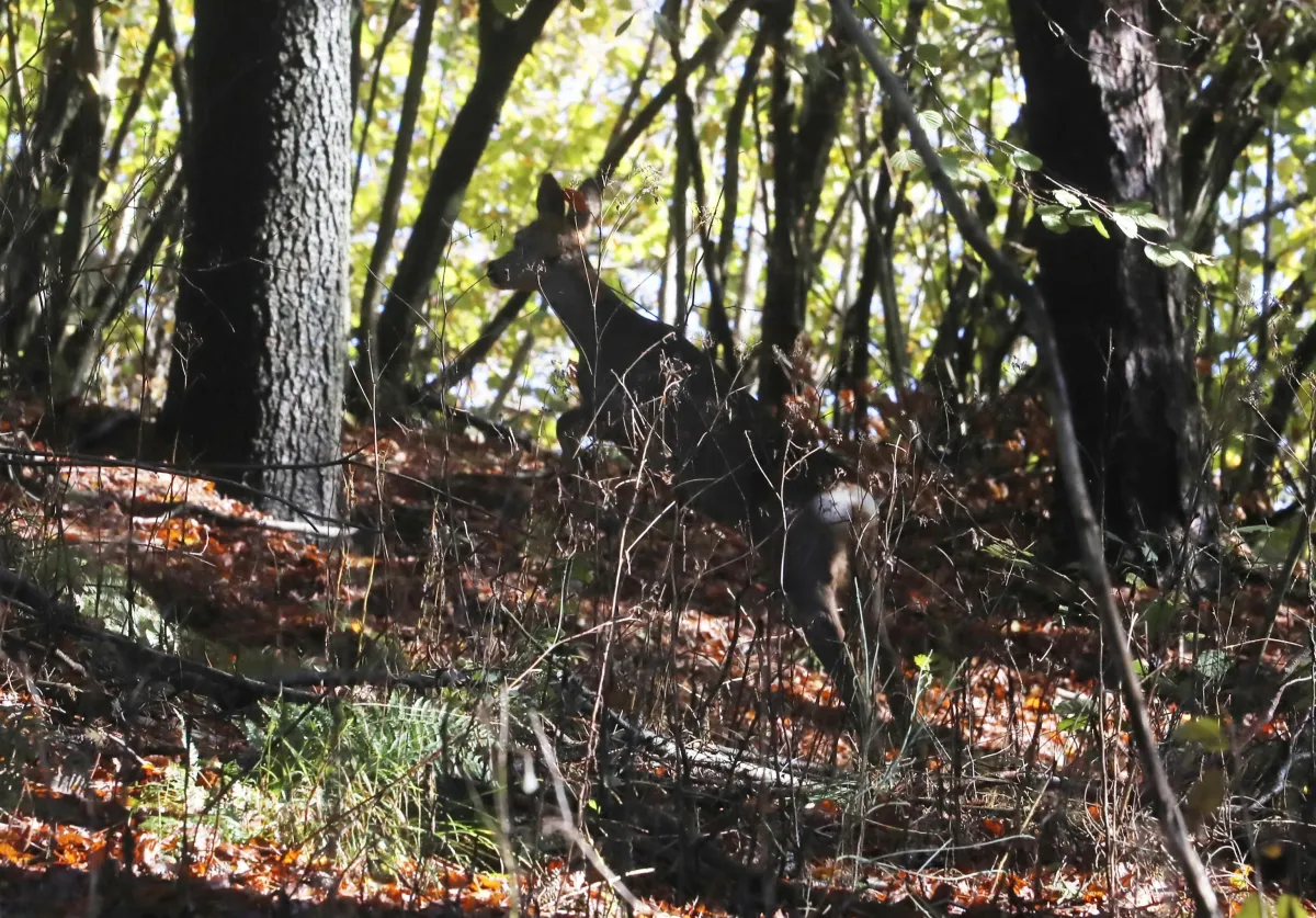 Nasce Umbria Selvatica: oltre 30 aziende umbre insieme per valorizzare la selvaggina