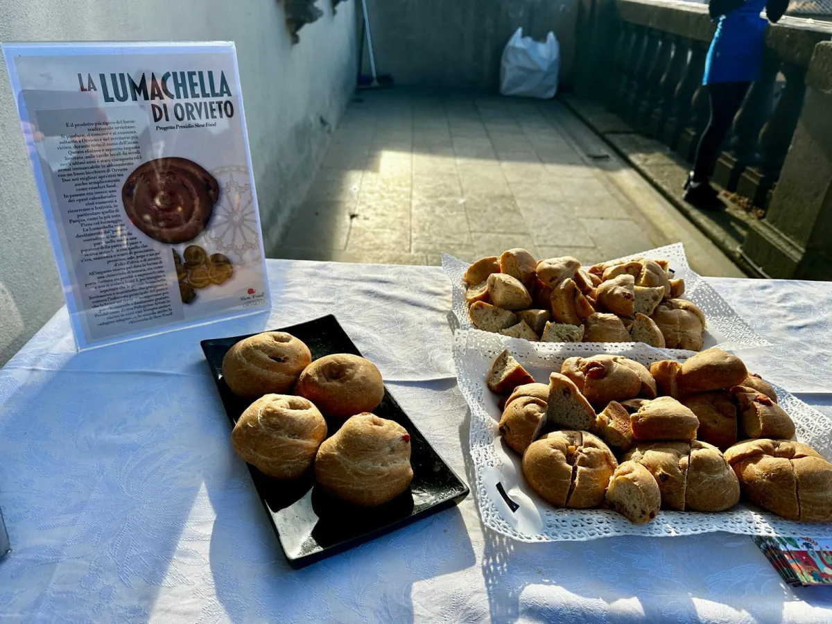 La lumachella di Orvieto diventa presidio Slow Food, una nuova vittoria per il patrimonio enogastronomico dell'Umbria