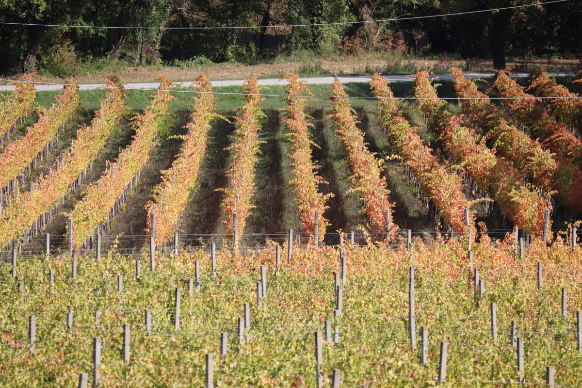 Oltre un milione di euro per promuovere il vino umbro nel mondo