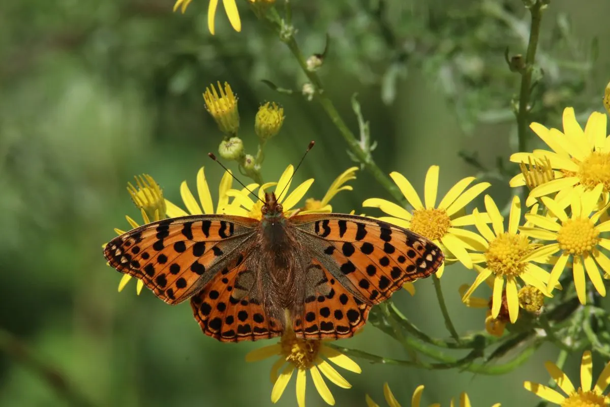 Perugia capitale della biodiversità: dal 3 al 6 giugno il 15esimo congresso nazionale per la tutela delle specie e degli habitat
