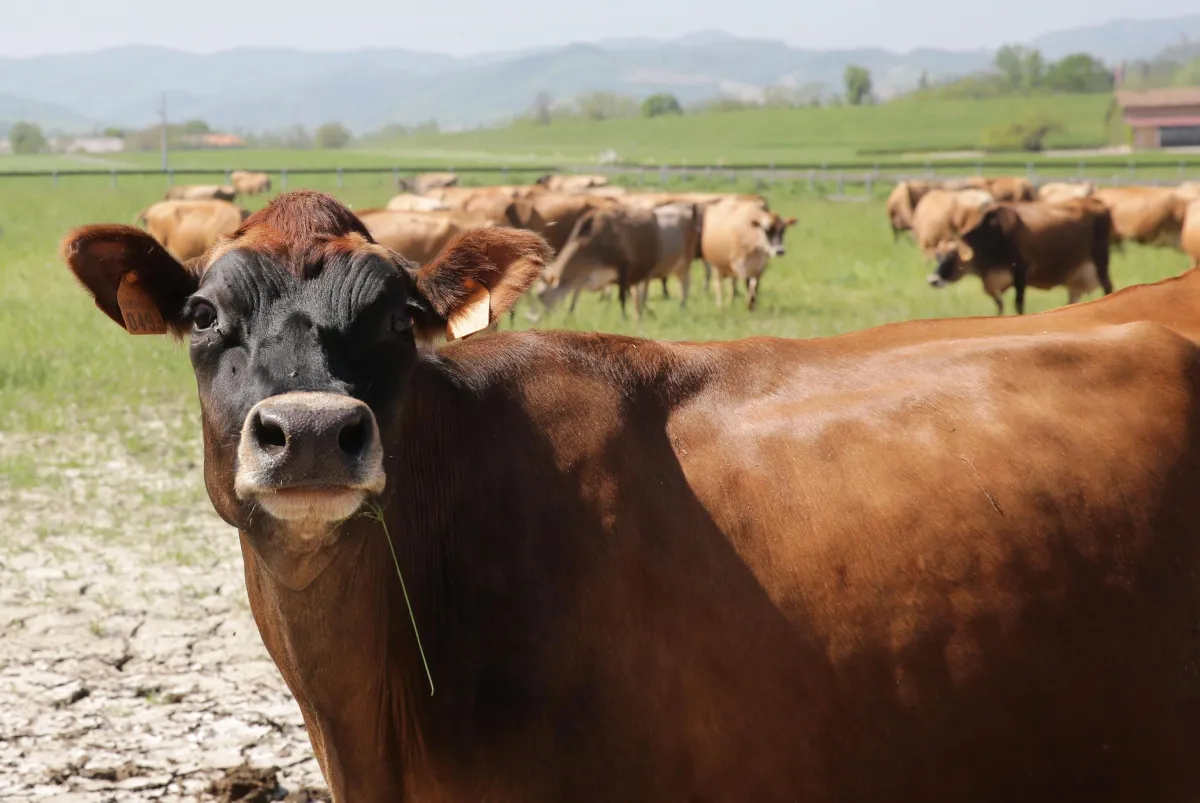 Progetto SIERO: come l’Umbria bonifica le falde con il siero di latte