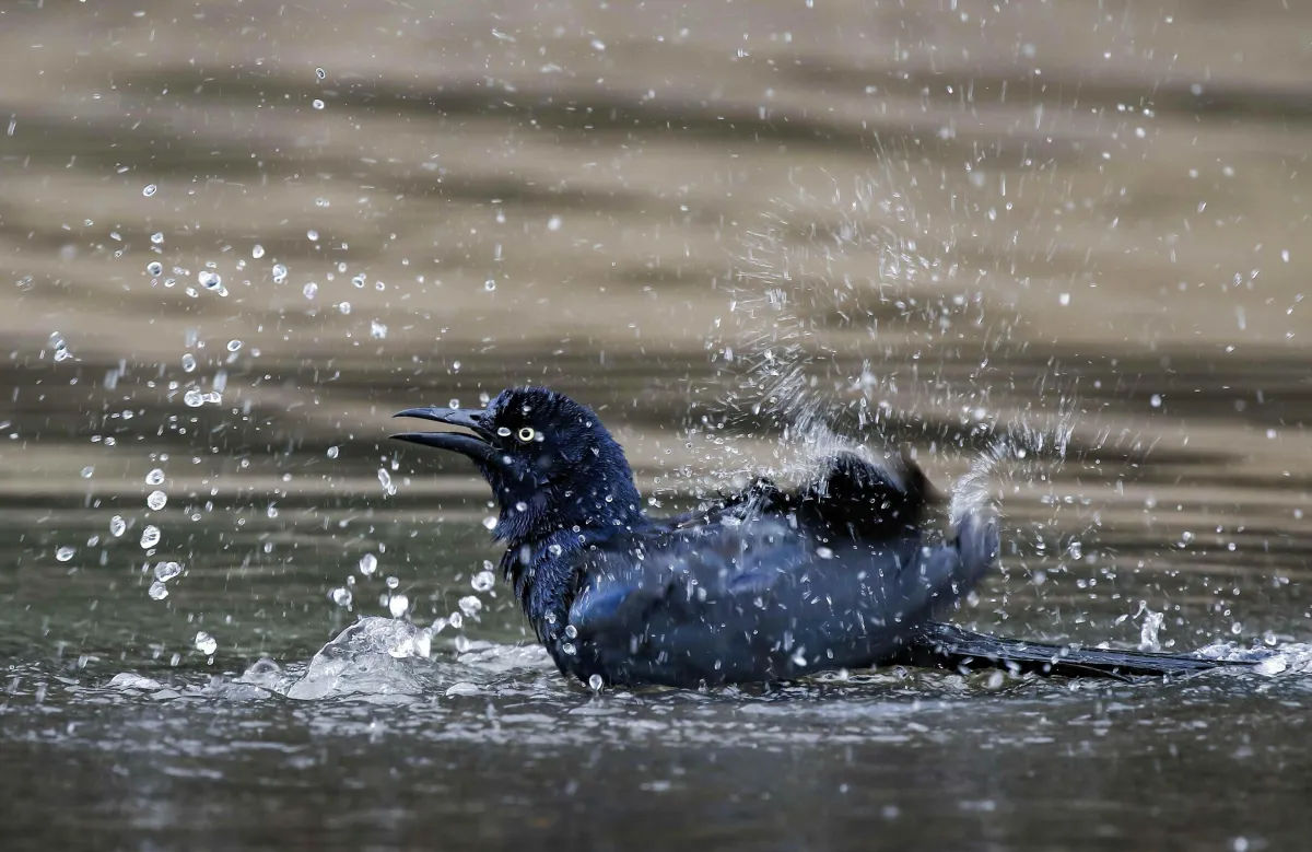 Birdwatching all'Oasi di Alviano: gli uccelli migratori più suggestivi da osservare