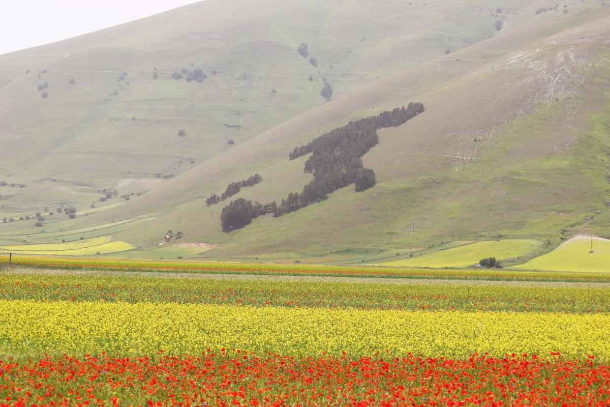 Castelluccio di Norcia, fioritura 2025: Piano di mobilità sostenibile per i turisti. Ecco come visitare i Piani senza auto