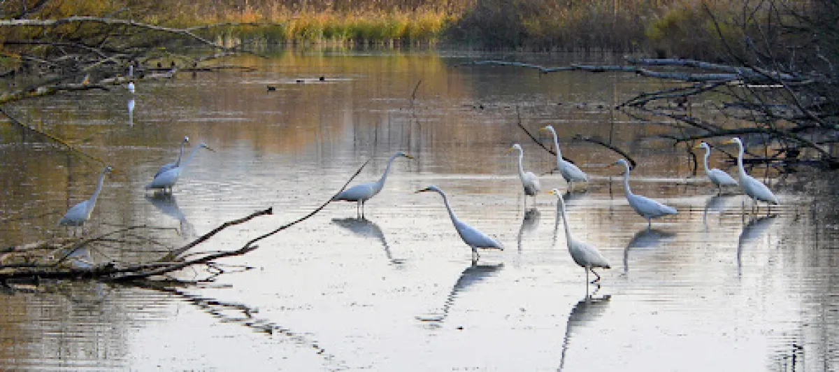 Esperienze di birdwatching in Umbria: le riserve più suggestive dove avvistare specie rare nel cuore verde d’Italia
