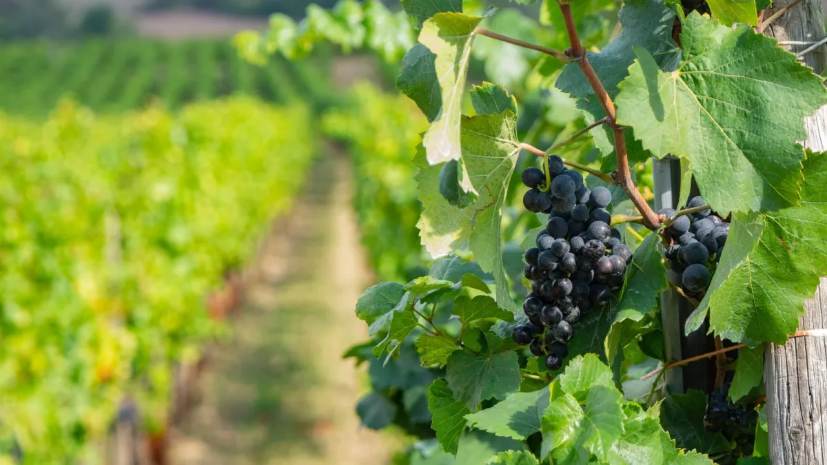 Il vino dell'Umbria alla riscoperta delle sue origini millenarie: la ricerca di Umbria Top Wines
