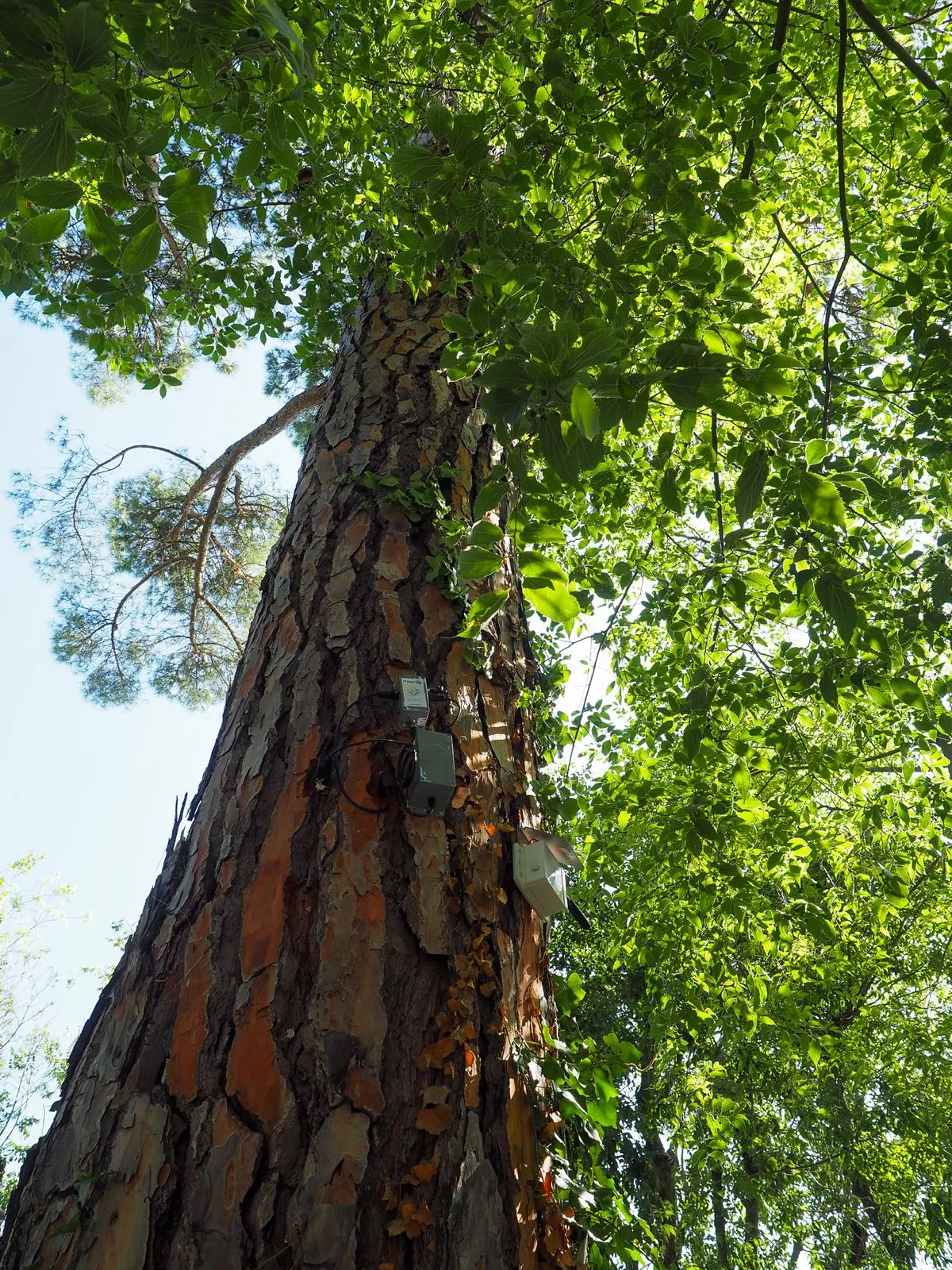 Progetto Gaia, a Perugia installati nuovi sensori sugli alberi per proteggere il territorio 