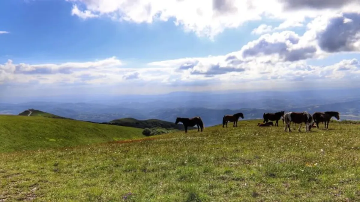 Ritorno all’Antica Transumanza a Gualdo Tadino: domenica 29 giugno la montagna si riempie di storia, natura e cavalli