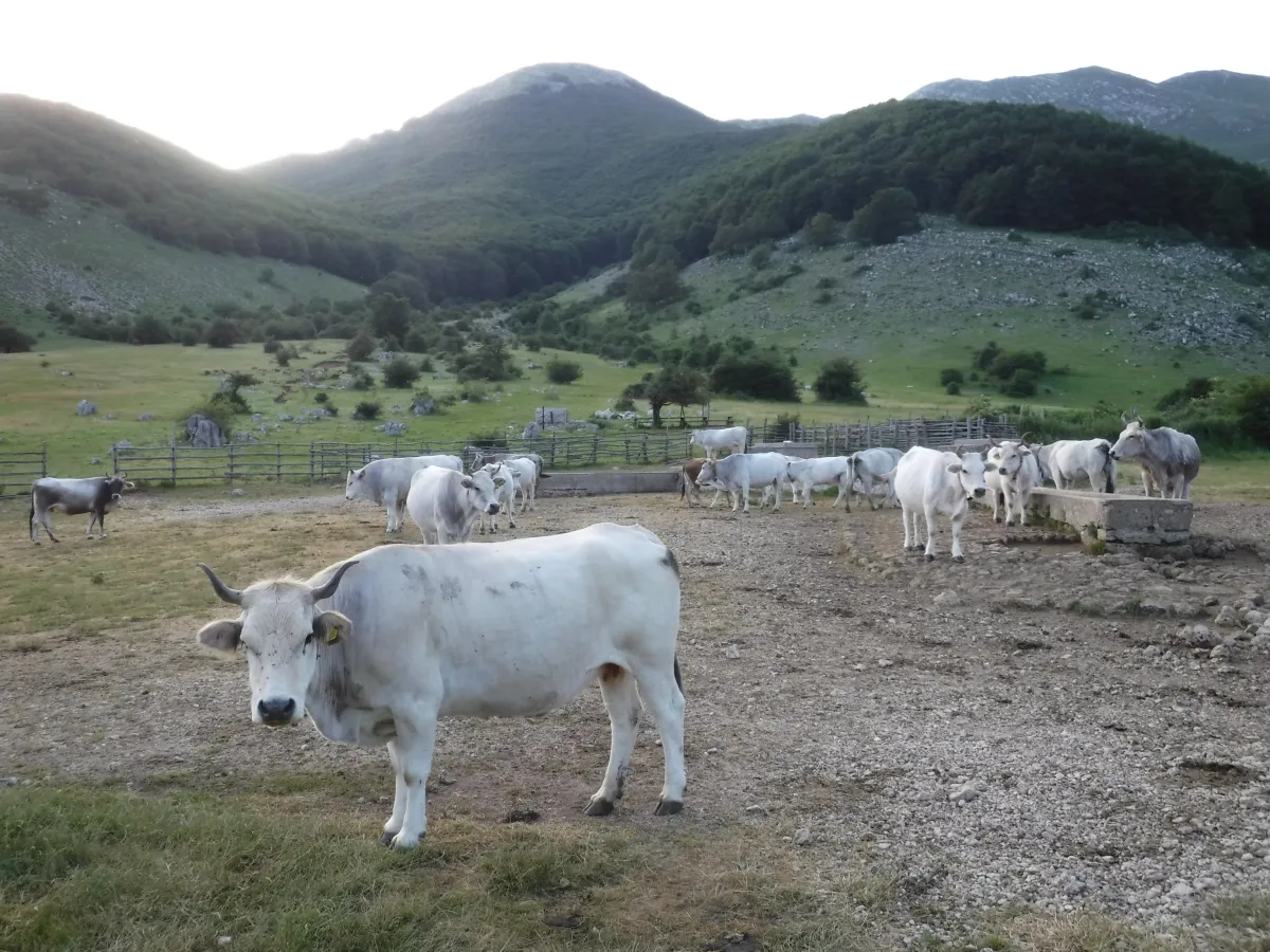 Umbria, scatta il piano straordinario contro la dermatite nodulare bovina dopo l'allarme in Sardegna
