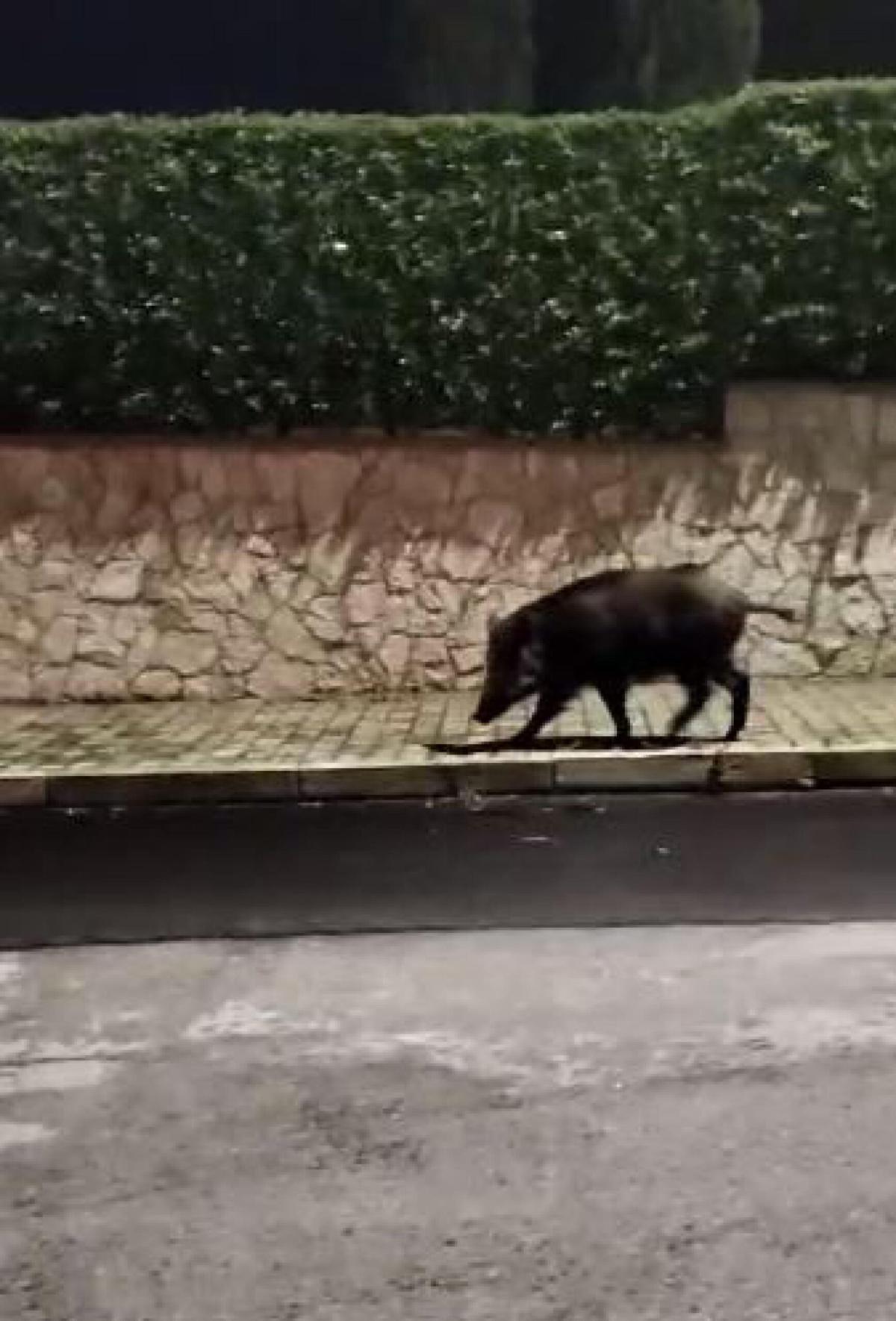 Cinghiali in città. Nuovo incontro ravvicinato a Perugia