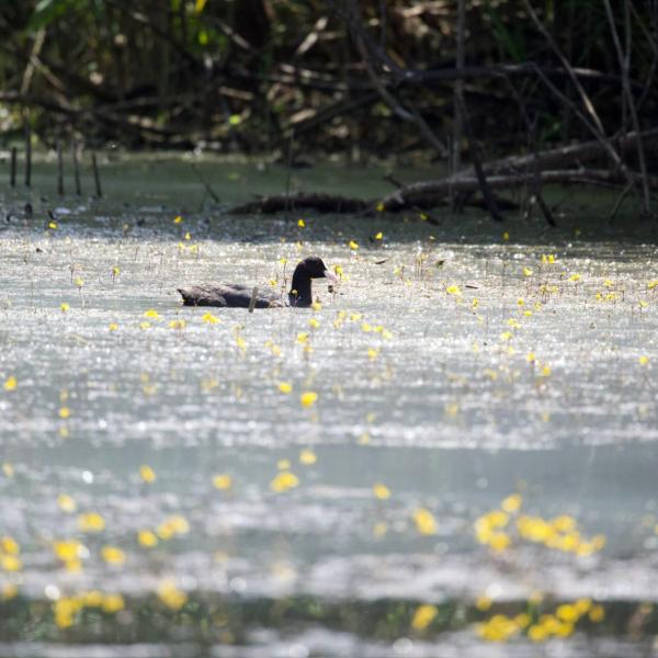 Giornate europee del birdwatching a Colfiorito: sabato 5 e domenica 6 ottobre