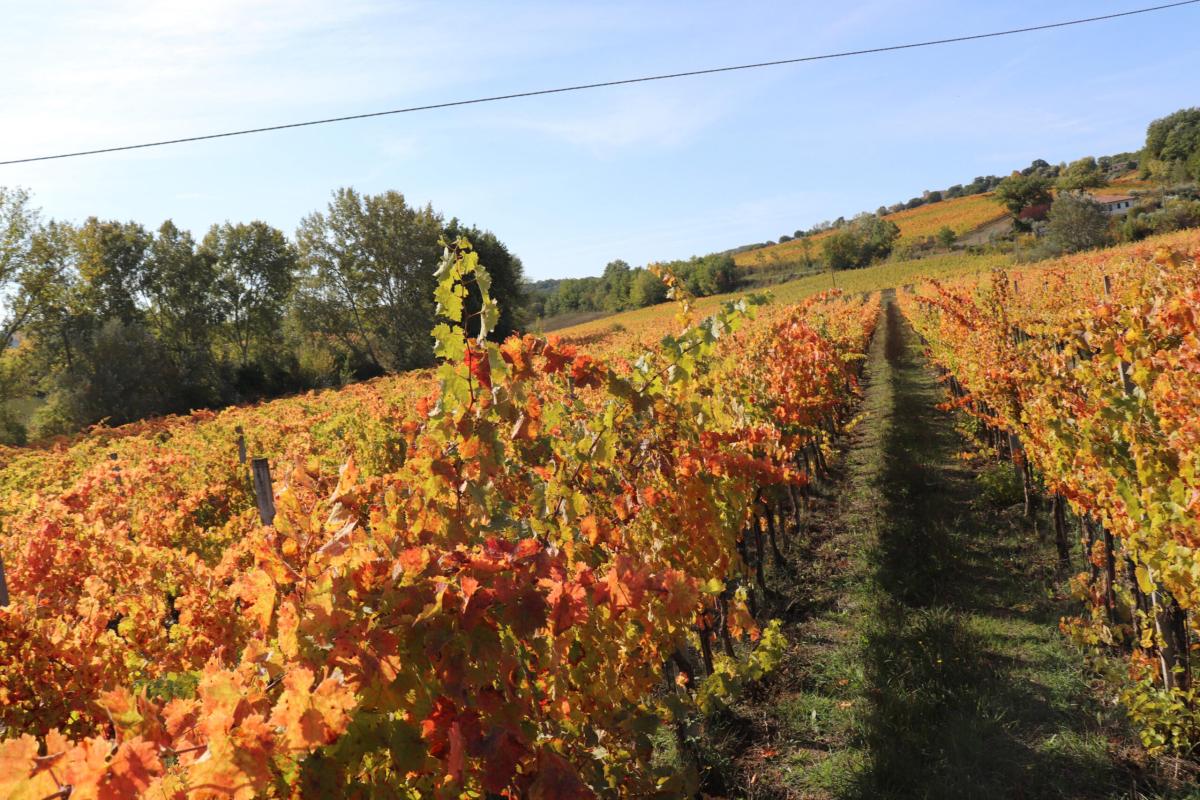 Ristoranti a Montefalco: ecco alcuni dei migliori indirizzi dove assaporare la vera cucina umbra