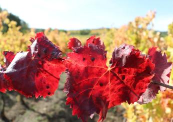 Lungarotti a Vinitaly: doppio anniversario per l’azienda a Verona