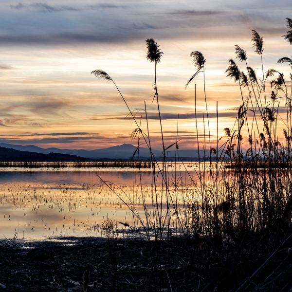 Piediluco, è caccia al gambero killer che ha invaso il lago