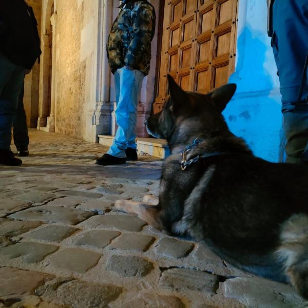 Terni, il cane poliziotto Ayrtion fiuta cannabis in largo Ottaviani