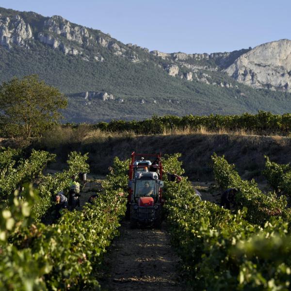 Umbria Wine 2024: l’anima del vino umbro si prepara a invadere Perugia