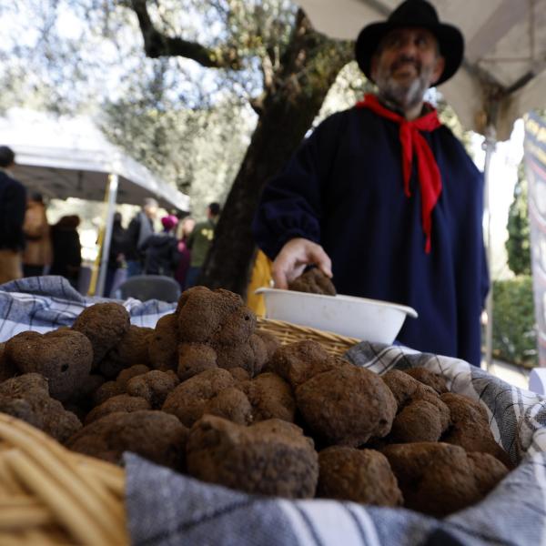 La guerra del tartufo slitta alla prossima legislatura regionale