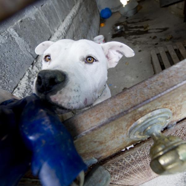 Pitbull sbrana cagnolino a Terni, la Guardia Nazionale Ambientale: “Servono misure più stringenti”