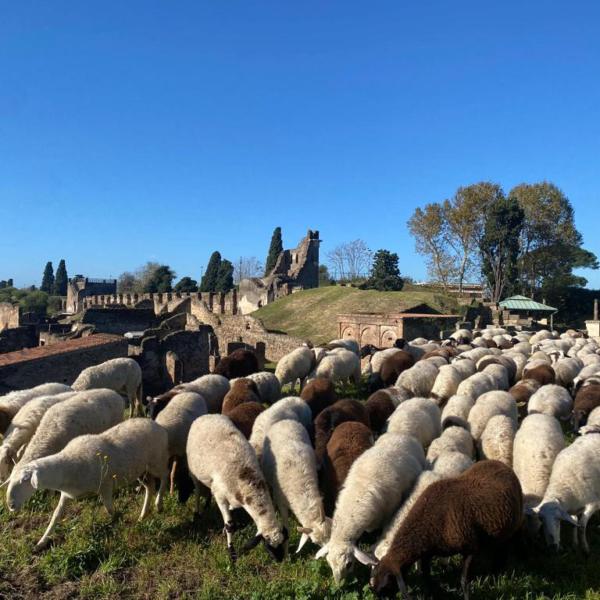 Gregge pignorato e aste deserte: il destino delle pecore di Ocenelli e la tutela degli animali invenduti