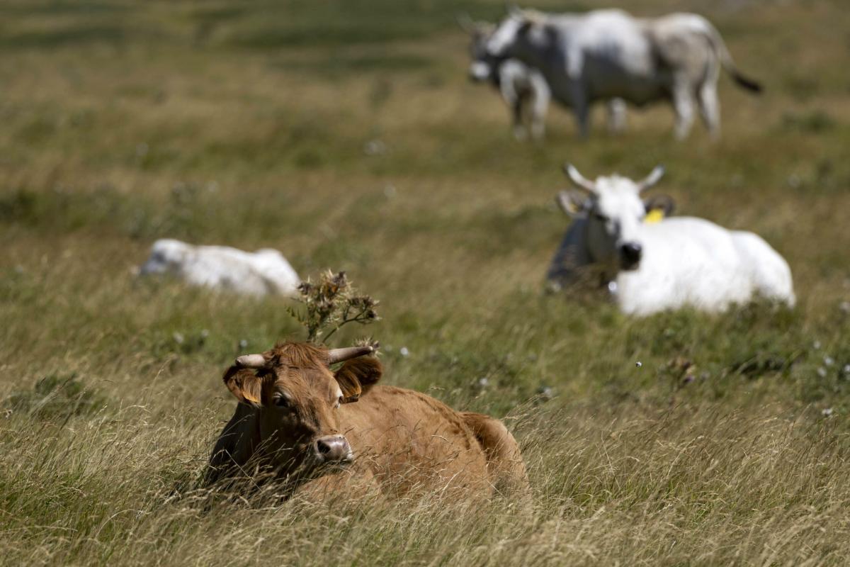 Tutto pronto per Agriumbria: ecco le novità dell’edizione 2024