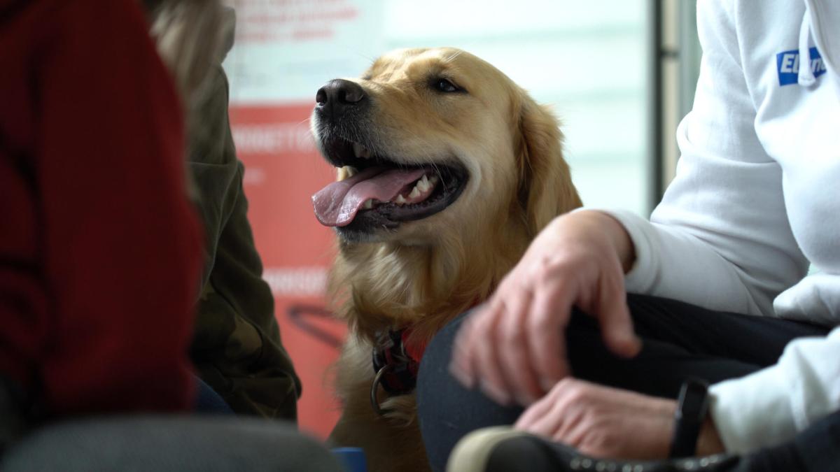 Terni, al vaglio del Comune il nuovo regolamento per la tutela degli animali: parola alla consigliera Maria Elena Gambini (AP)