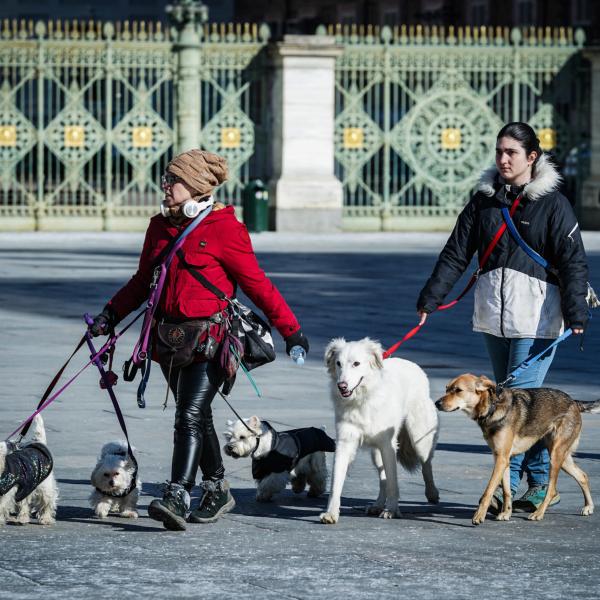 La piaga dell’avvelenamento di cani e gatti a Gubbio: il caso di via del Borghetto