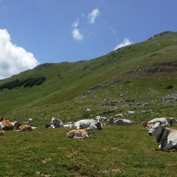 Nuovo sistema di identificazione dei bovini. Puletti (Lega): “Da UE richiesta folle”