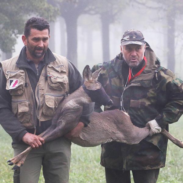 Il capriolo gli attraversa la strada e lui non riesce a schivarlo: morto l’animale e danni all’auto. Il giovane automobilista eugubino risarcito dalla Regione Marche