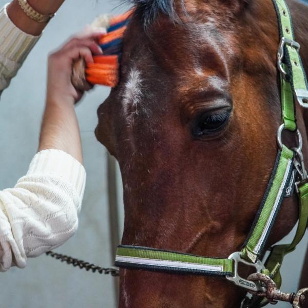 Pet therapy al residence Chianelli di Perugia: nasce il progetto “Un cavallo in corsia”