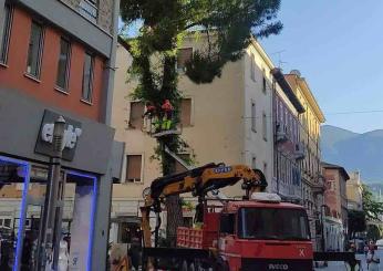 Sterlini sull’abbattimento dell’albero in Largo Villa Glori: intervento necessario