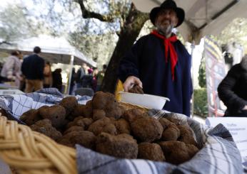 La guerra del tartufo slitta alla prossima legislatura regionale