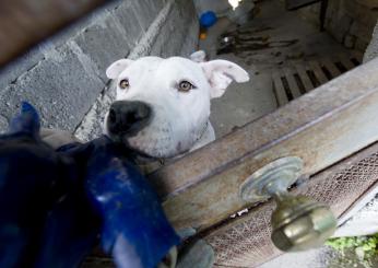 Pitbull sbrana cagnolino a Terni, la Guardia Nazionale Ambientale: “Servono misure più stringenti”