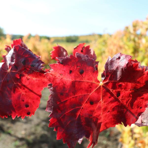 Lungarotti a Vinitaly: doppio anniversario per l’azienda a Verona