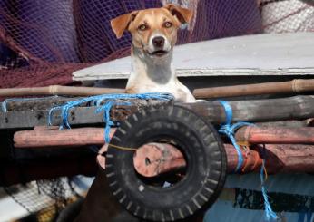 Salva un cane randagio, ma prende una multa dall’ASL