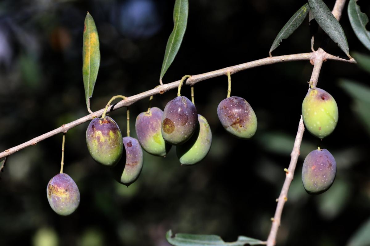 Deruta, alla scoperta delle eccellenze umbre: Nocciola tonda Francescana e Olio e.v.o