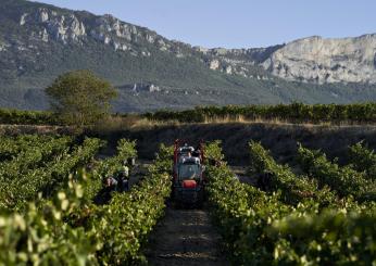 Umbria Wine 2024: l’anima del vino umbro si prepara a invadere Perugia