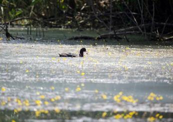 Giornate europee del birdwatching a Colfiorito: sabato 5 e domenica 6 ottobre