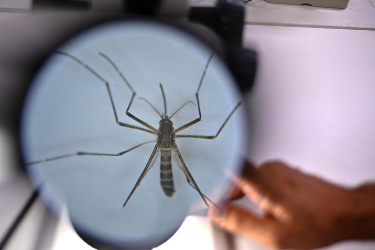 Casi di Dengue in Umbria: “Attenzione a nausea, vomito e dolore agli occhi”. Ecco tutte le raccomandazioni dell’Usl Umbria 1