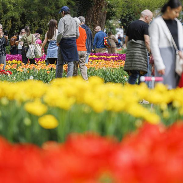 Castiglione del Lago invasa dai turisti per la Festa del Tulipano