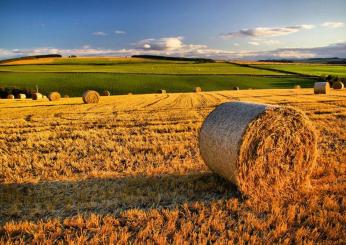 Agricoltura, Roberto Morroni (FI): “Un nuovo strumento per l’accesso al credito delle imprese”