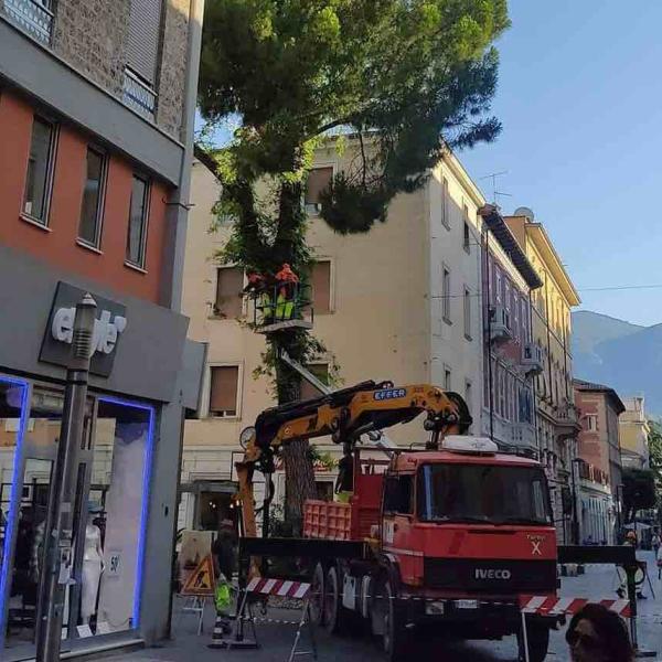 Sterlini sull’abbattimento dell’albero in Largo Villa Glori: intervento necessario