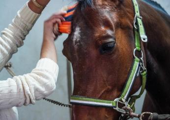 Pet therapy al residence Chianelli di Perugia: nasce il progetto “Un cavallo in corsia”