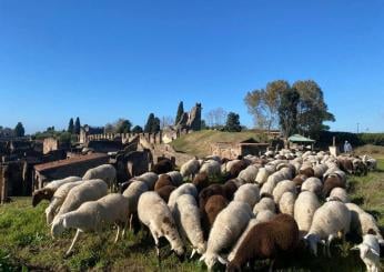 Gregge pignorato e aste deserte: il destino delle pecore di Ocenelli e la tutela degli animali invenduti