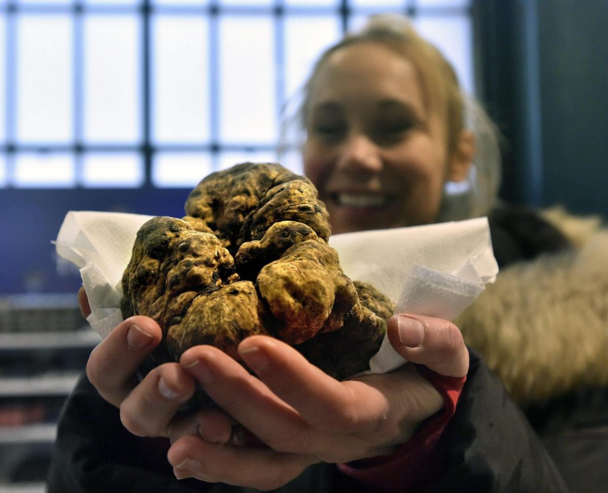 Alla Fiera del Tartufo di Gubbio premiato il “Tartufo più grosso”. Manifestazioni della prima settimana