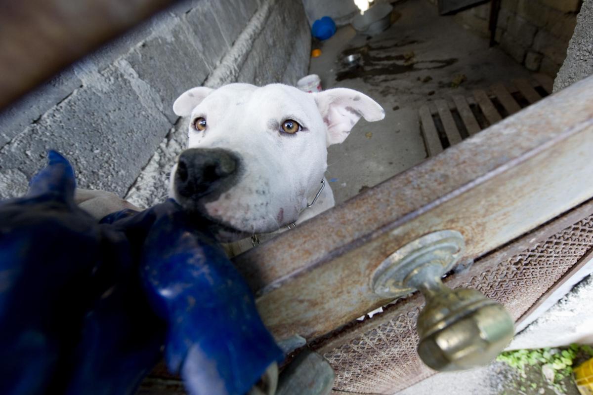 Pitbull sbrana cagnolino a Terni, la Guardia Nazionale Ambientale: “Servono misure più stringenti”