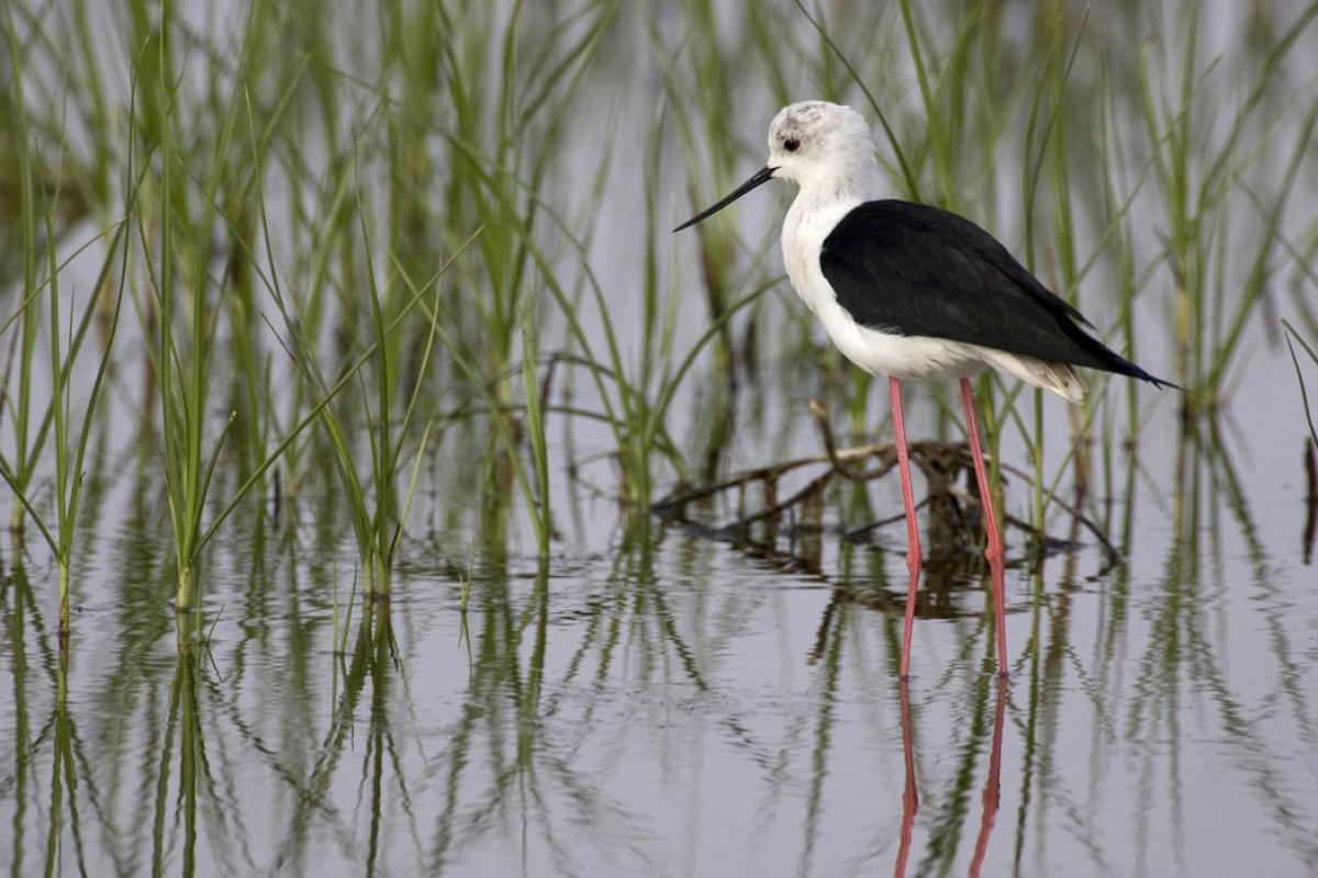 Birdwatching in Umbria: i luoghi più suggestivi per osservare la fauna locale